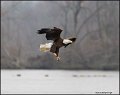 _2SB2493 american bald eagle